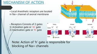 MECHANISM OF ACTION
• Local Anesthetic receptors are located
in Na+ channel of axonal membrane
• Receptors Consists of 2 gates
1) Activation gate or ‘m’ gate
2) Inactivation gate or ‘h’ gate
Note: Action of ‘h’ gate is responsible for
blocking of Na+ channels
 