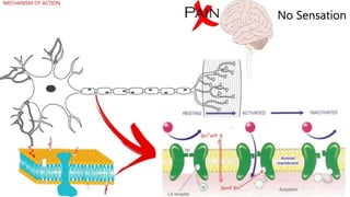 No Sensation
MECHANISM OF ACTION
 