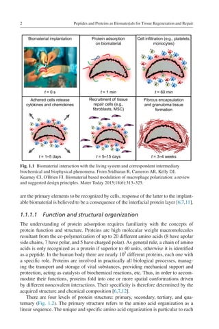 Peptides and Proteins as Biomaterials for Tissue Regeneration and ...