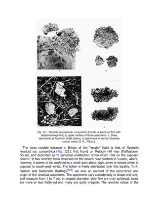 Fig. 121. Parmelia revoluta var. concentrica Cromb. a, plant on flint with
detached fragment; b, upper surface of three specimens; c, three
specimens as found on chalk downs; d, specimens in section showing
central cavity (S. H., Photo.).
The most notable instance in Britain of the “erratic” habit is that of Parmelia
revoluta var. concentrica (Fig. 121), first found on Melbury Hill near Shaftesbury,
Dorset, and described as “a spherical unattached lichen which rolls on the exposed
downs.” It has recently been observed on the downs near Seaford in Sussex, where,
however, it seems to be confined to a small area about eight acres in extent which is
exposed to south-west winds. The lichen is freely distributed over this locality. To R.
Paulson and Somerville Hastings[925] we owe an account of the occurrence and
origin of the revoluta wanderers. The specimens vary considerably in shape and size,
and measure from 1 to 7 cm. in longest diameter. Very few are truly spherical, some
are more or less flattened and many are quite irregular. The revolute edges of the
 