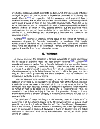 overlapping lobes give a rough exterior to the balls, which thereby become entangled
amongst the grass, etc., and movement is impeded or prevented, except in very high
winds. Crombie[926] had suggested that the concentric plant originated from a
corticolous habitat, but no trees are near the Seaford locality. Eventually specimens
were found growing on flints in the immediate neighbourhood. While still on the
stone the lichen tends to become panniform, a felt of intermingling imbricate lobes is
formed, portions of which, in time, become crowded out and dislodged. When
scattered over the ground, these are liable to be trampled on by sheep or other
animals and so are broken up; each separate piece then forms the nucleus of new
concentric growth.
Crombie[926] observed at Braemar, drifting about on the detritus of Morrone, an
analogous structure in Parmelia omphalodes. He concluded that nodular
excrescences of the thallus had become detached from the rocks on which the lichen
grew; while still attached to the substratum Parmelia omphalodes and the allied
species, P. saxatilis, form dense cushion-like masses.
E. Parasitism
a. General Statement. The parasitism of Strigula complanata, an exotic lichen found
on the leaves of evergreen trees, has been already described[927]; Dufrenoy[928]
records an instance of hyphae from a Parmelia thallus piercing pine-needles through
the stomata and causing considerable injury. Lichen hyphae have attacked and
destroyed the protonemata of mosses. Cases have also been recorded of Usnea and
Ramalina penetrating to the living tissue of the tree on which they grew, and there
may be other similar parasitisms; but these exceptions serve to emphasize the
independent symbiotic growth of lichens.
There are however some lichens belonging to widely diverse genera that have
retained, or reverted to, the saprophytic or parasitic habit of their fungal ancestors,
though the cases that occur are generally of lichens preying on other lichens. The
conditions have been described as those of “antagonistic symbiosis” when one lichen
is hurtful or fatal in its action on the other, and as “parasymbiosis” when the
association does little or no injury to the host. The parasitism of fungi on lichens,
though falling under a different category, in many instances exhibits features akin to
parasymbiosis.
The parasitism of fungus on fungus is not unusual; there are instances of its
occurrence in all the different classes. In the Phycomycetes there are genera wholly
parasitic on other fungi such as Woronina and other Chytridiaceae; Piptocephalus,
one of the Mucorini, is another instance. Cicinnobolus, one of the Sphaeropsideae,
preys on Perisporiae; a species of Cordyceps is found on Elaphomyces, and Orbilia
coccinella on Polyporus; while among Basidiomycetes, Nyctalis, an agaric, grows
always on Russula.
 