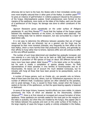 otherwise did no harm to the host; the Nostoc cells in their immediate vicinity were
even more brightly coloured than in other parts of the thallus. In another paper[958]
he gives an instance of gall-formation in Collema pulposum induced by the presence
of the fungus Didymosphaeria pulposi. Small protuberances were formed on the
margins of the apothecia, more rarely on the lobes of the thallus, each one the seat
of a perithecium of the fungus. No damage was done to either constituent of the
thallus.
Agyrium flavescens grows parasitically on the under surface of Peltigera
polydactyla. M. and Mme Moreau[959] found that the hyphae of the fungus spread
between the medullary filaments of the lichen; no haustoria were observed. The
mature fruiting body had no distinct excipulum, but was surrounded by a layer of
dead lichen cells.
It is not easy to determine the difference between parasites that are of fungal
nature and those that are lichenoid; but as a general rule the fungi may be
recognized by their more transient character, very frequently by their effect on the
host thallus, which is more harmful than that produced by lichens, and generally by
their affinity to fungi rather than to lichens. Opinions differ and will continue to differ
on this very difficult question.
The number of such fungi determined and classified has gradually increased, and
now extends to a very long list. Even as far back as 1896 Zopf reckoned up 800
instances of parasitism of 400 species of fungi on about 350 different lichens and
many more have been added. Abbé Vouaux[960] is the latest writer on the subject,
but his work is mostly a compilation of species already known. He finds
representatives of these parasites in nine families of Pyrenomycetes and six of
Discomycetes. He leaves out of account the much debated Coniocarps, but he
includes with fungi all those that have been proved to be parasymbiotic, such as
Abrothallus.
A number of fungus genera, such as Conida, etc., are parasitic only on lichens.
Most of them have one host only; others, such as Tichothecium pygmaeum, live on a
number of different thalli. Crustaceous species are often selected by the parasites,
and no great damage, if any, is caused to these hosts, except when the fungus is
seated on the disc of the apothecium, so that the spore-bearing capacity is lessened
or destroyed.
In some of the larger lichens, however, harmful effects are more visible. In Lobaria
pulmonaria, the fruits of which are attacked by the Discomycete, Celidium
Stictarum[961], there is at first induced an increased and unusual formation of lichen
apothecia. These apothecia are normally seated for the most part on the margins of
the lobes or pustules, but when they are invaded by the fungus, they appear also in
the hollows between the pustules and even on the under surface of the thallus. In
the large majority of cases the fungus is partly or entirely embedded in the thallus;
 