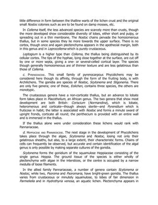 little difference in form between the thalline warts of the lichen crust and the original
small Nostoc colonies such as are to be found on damp mosses, etc.
In Collema itself, the less advanced species are scarcely more than crusts, though
the more developed show considerable diversity of lobes, either short and pulpy, or
spreading out in a thin membrane. The Nostoc chains pervade the homoiomerous
thallus, but in some species they lie more towards the upper surface. There is no
cortex, though once and again plectenchyma appears in the apothecial margin, both
in this genus and in Leprocollema which is purely crustaceous.
Leptogium is a higher type than Collema, the thallus being distinguished by its
cellular cortex. The tips of the hyphae, lying close together at the surface, are cut off
by one or more septa, giving a one- or several-celled cortical layer. The species
though generally homoiomerous are of thinner texture and are less gelatinous than
those of Collema.
c. Pyrenidiaceae. This small family of pyrenocarpous Phycolichens may be
considered here though its affinity, through the form of the fruiting body, is with
Archilichens. The gonidia are species of Nostoc, Scytonema and Stigonema. There
are only five genera; one of these, Eolichen, contains three species, the others are
monotypic.
The crustaceous genera have a non-corticate thallus, but an advance to lobate
form takes place in Placothelium, an African genus. The two genera that show most
development are both British: Coriscium (Normandina), which is lobate,
heteromerous and corticate—though always sterile—and Pyrenidium which is
fruticose in habit; the latter is associated with Nostoc and forms a minute sward of
upright fronds, corticate all round; the perithecium is provided with an entire wall
and is immersed in the thallus.
If the thallus alone were under consideration these lichens would rank with
Pannariaceae.
d. Heppiaceae and Pannariaceae. The next stage in the development of Phycolichens
takes place through the algae, Scytonema and Nostoc, losing not only their
gelatinous sheaths, but also, to a large extent, their characteristic forms. Chains of
cells can frequently be observed, but accurate and certain identification of the algal
genus is only possible by making separate cultures of the gonidia.
Scytonema forms the gonidium of the squamulose Heppiaceae consisting of the
single genus Heppia. The ground tissue of the species is either wholly of
plectenchyma with algae in the interstices, or the centre is occupied by a narrow
medulla of loose filaments.
In the allied family Pannariaceae, a number of genera contain Scytonema or
Nostoc, while two, Psoroma and Psoromaria, have bright-green gonidia. The thallus
varies from crustaceous or minutely squamulose, to lobes of fair dimension in
Parmeliella and in Hydrothyria venosa, an aquatic lichen. Plectenchyma appears in
 