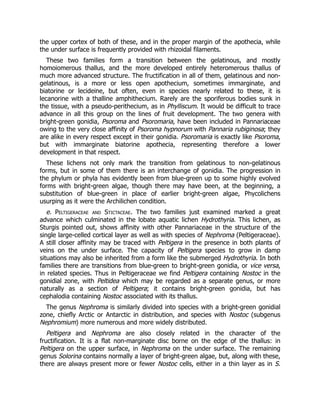 the upper cortex of both of these, and in the proper margin of the apothecia, while
the under surface is frequently provided with rhizoidal filaments.
These two families form a transition between the gelatinous, and mostly
homoiomerous thallus, and the more developed entirely heteromerous thallus of
much more advanced structure. The fructification in all of them, gelatinous and non-
gelatinous, is a more or less open apothecium, sometimes immarginate, and
biatorine or lecideine, but often, even in species nearly related to these, it is
lecanorine with a thalline amphithecium. Rarely are the sporiferous bodies sunk in
the tissue, with a pseudo-perithecium, as in Phylliscum. It would be difficult to trace
advance in all this group on the lines of fruit development. The two genera with
bright-green gonidia, Psoroma and Psoromaria, have been included in Pannariaceae
owing to the very close affinity of Psoroma hypnorum with Pannaria rubiginosa; they
are alike in every respect except in their gonidia. Psoromaria is exactly like Psoroma,
but with immarginate biatorine apothecia, representing therefore a lower
development in that respect.
These lichens not only mark the transition from gelatinous to non-gelatinous
forms, but in some of them there is an interchange of gonidia. The progression in
the phylum or phyla has evidently been from blue-green up to some highly evolved
forms with bright-green algae, though there may have been, at the beginning, a
substitution of blue-green in place of earlier bright-green algae, Phycolichens
usurping as it were the Archilichen condition.
e. Peltigeraceae and Stictaceae. The two families just examined marked a great
advance which culminated in the lobate aquatic lichen Hydrothyria. This lichen, as
Sturgis pointed out, shows affinity with other Pannariaceae in the structure of the
single large-celled cortical layer as well as with species of Nephroma (Peltigeraceae).
A still closer affinity may be traced with Peltigera in the presence in both plants of
veins on the under surface. The capacity of Peltigera species to grow in damp
situations may also be inherited from a form like the submerged Hydrothyria. In both
families there are transitions from blue-green to bright-green gonidia, or vice versa,
in related species. Thus in Peltigeraceae we find Peltigera containing Nostoc in the
gonidial zone, with Peltidea which may be regarded as a separate genus, or more
naturally as a section of Peltigera; it contains bright-green gonidia, but has
cephalodia containing Nostoc associated with its thallus.
The genus Nephroma is similarly divided into species with a bright-green gonidial
zone, chiefly Arctic or Antarctic in distribution, and species with Nostoc (subgenus
Nephromium) more numerous and more widely distributed.
Peltigera and Nephroma are also closely related in the character of the
fructification. It is a flat non-marginate disc borne on the edge of the thallus: in
Peltigera on the upper surface, in Nephroma on the under surface. The remaining
genus Solorina contains normally a layer of bright-green algae, but, along with these,
there are always present more or fewer Nostoc cells, either in a thin layer as in S.
 