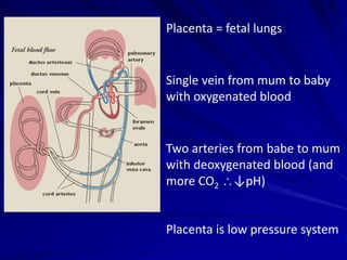 Placenta = fetal lungs
Single vein from mum to baby
with oxygenated blood
Two arteries from babe to mum
with deoxygenated blood (and
more CO2 ↓pH)
Placenta is low pressure system
 