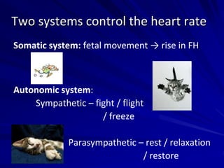 Somatic system: fetal movement → rise in FH
Autonomic system:
Sympathetic – fight / flight
/ freeze
Parasympathetic – rest / relaxation
/ restore
Two systems control the heart rate
 