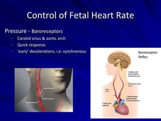 Control of Fetal Heart Rate
Pressure - Baroreceptors
• Carotid sinus & aortic arch
• Quick response
• ‘early’ decelerations, i.e. synchronous
 