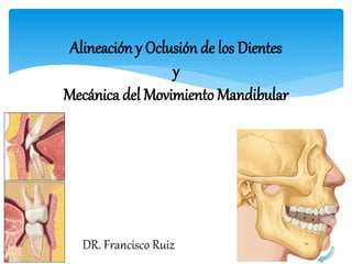 Alineación y Oclusión de los Dientes
y
Mecánica del Movimiento Mandibular
DR. Francisco Ruiz
 