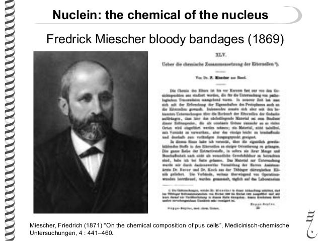 friedrich mieschers experiments on the nuclei Molecular structure of nucleic acids: a structure for deoxyribose nucleic acid was the first article friedrich miescher james, j mieschers discoveries. friedrich mieschers experiments on the nuclei Molecular structure of nucleic acids: a structure for deoxyribose nucleic acid was the first article friedrich miescher james, j mieschers discoveries.