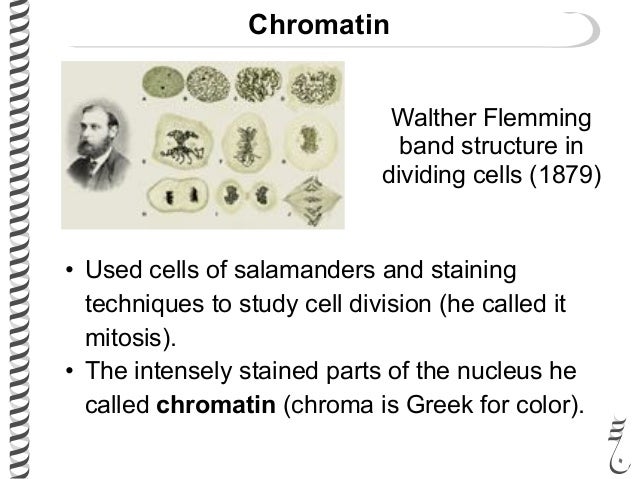 of that 2 are similar parts to mitosis meiosis review lec2 (i) history 485 and of that 2 are similar parts to mitosis meiosis review lec2 (i) history 485 and