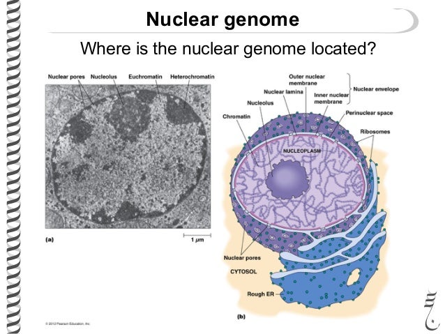 485 lec4 the_genome
