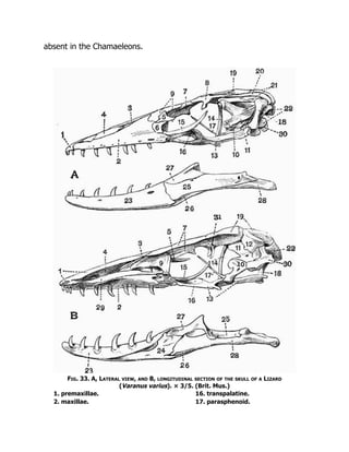 absent in the Chamaeleons.
Fig. 33. A, Lateral view, and B, longitudinal section of the skull of a Lizard
(Varanus varius). × 3/5. (Brit. Mus.)
1. premaxillae. 16. transpalatine.
2. maxillae. 17. parasphenoid.
 
