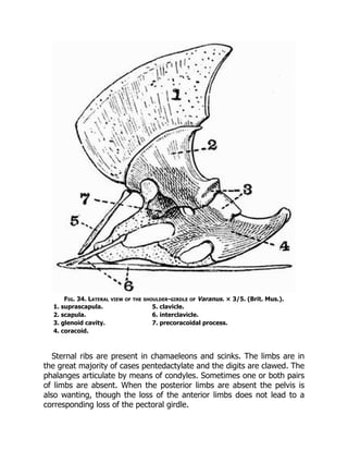 Fig. 34. Lateral view of the shoulder-girdle of Varanus. × 3/5. (Brit. Mus.).
1. suprascapula. 5. clavicle.
2. scapula. 6. interclavicle.
3. glenoid cavity. 7. precoracoidal process.
4. coracoid.
Sternal ribs are present in chamaeleons and scinks. The limbs are in
the great majority of cases pentedactylate and the digits are clawed. The
phalanges articulate by means of condyles. Sometimes one or both pairs
of limbs are absent. When the posterior limbs are absent the pelvis is
also wanting, though the loss of the anterior limbs does not lead to a
corresponding loss of the pectoral girdle.
 