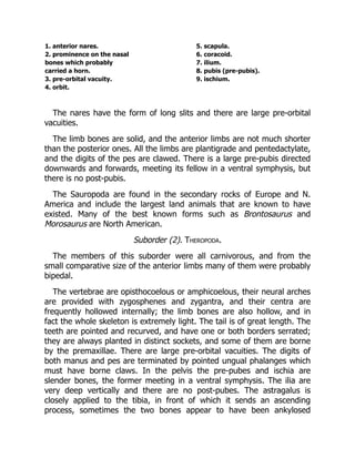 1. anterior nares. 5. scapula.
2. prominence on the nasal 6. coracoid.
bones which probably 7. ilium.
carried a horn. 8. pubis (pre-pubis).
3. pre-orbital vacuity. 9. ischium.
4. orbit.
The nares have the form of long slits and there are large pre-orbital
vacuities.
The limb bones are solid, and the anterior limbs are not much shorter
than the posterior ones. All the limbs are plantigrade and pentedactylate,
and the digits of the pes are clawed. There is a large pre-pubis directed
downwards and forwards, meeting its fellow in a ventral symphysis, but
there is no post-pubis.
The Sauropoda are found in the secondary rocks of Europe and N.
America and include the largest land animals that are known to have
existed. Many of the best known forms such as Brontosaurus and
Morosaurus are North American.
Suborder (2). Theropoda.
The members of this suborder were all carnivorous, and from the
small comparative size of the anterior limbs many of them were probably
bipedal.
The vertebrae are opisthocoelous or amphicoelous, their neural arches
are provided with zygosphenes and zygantra, and their centra are
frequently hollowed internally; the limb bones are also hollow, and in
fact the whole skeleton is extremely light. The tail is of great length. The
teeth are pointed and recurved, and have one or both borders serrated;
they are always planted in distinct sockets, and some of them are borne
by the premaxillae. There are large pre-orbital vacuities. The digits of
both manus and pes are terminated by pointed ungual phalanges which
must have borne claws. In the pelvis the pre-pubes and ischia are
slender bones, the former meeting in a ventral symphysis. The ilia are
very deep vertically and there are no post-pubes. The astragalus is
closely applied to the tibia, in front of which it sends an ascending
process, sometimes the two bones appear to have been ankylosed
 