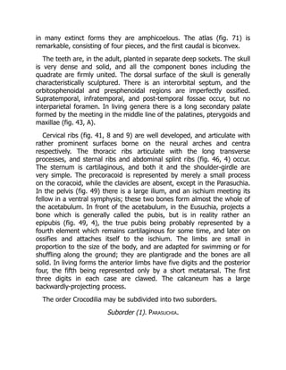 in many extinct forms they are amphicoelous. The atlas (fig. 71) is
remarkable, consisting of four pieces, and the first caudal is biconvex.
The teeth are, in the adult, planted in separate deep sockets. The skull
is very dense and solid, and all the component bones including the
quadrate are firmly united. The dorsal surface of the skull is generally
characteristically sculptured. There is an interorbital septum, and the
orbitosphenoidal and presphenoidal regions are imperfectly ossified.
Supratemporal, infratemporal, and post-temporal fossae occur, but no
interparietal foramen. In living genera there is a long secondary palate
formed by the meeting in the middle line of the palatines, pterygoids and
maxillae (fig. 43, A).
Cervical ribs (fig. 41, 8 and 9) are well developed, and articulate with
rather prominent surfaces borne on the neural arches and centra
respectively. The thoracic ribs articulate with the long transverse
processes, and sternal ribs and abdominal splint ribs (fig. 46, 4) occur.
The sternum is cartilaginous, and both it and the shoulder-girdle are
very simple. The precoracoid is represented by merely a small process
on the coracoid, while the clavicles are absent, except in the Parasuchia.
In the pelvis (fig. 49) there is a large ilium, and an ischium meeting its
fellow in a ventral symphysis; these two bones form almost the whole of
the acetabulum. In front of the acetabulum, in the Eusuchia, projects a
bone which is generally called the pubis, but is in reality rather an
epipubis (fig. 49, 4), the true pubis being probably represented by a
fourth element which remains cartilaginous for some time, and later on
ossifies and attaches itself to the ischium. The limbs are small in
proportion to the size of the body, and are adapted for swimming or for
shuffling along the ground; they are plantigrade and the bones are all
solid. In living forms the anterior limbs have five digits and the posterior
four, the fifth being represented only by a short metatarsal. The first
three digits in each case are clawed. The calcaneum has a large
backwardly-projecting process.
The order Crocodilia may be subdivided into two suborders.
Suborder (1). Parasuchia.
 