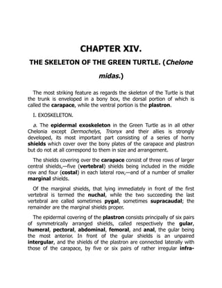 CHAPTER XIV.
THE SKELETON OF THE GREEN TURTLE. (Chelone
midas.)
The most striking feature as regards the skeleton of the Turtle is that
the trunk is enveloped in a bony box, the dorsal portion of which is
called the carapace, while the ventral portion is the plastron.
I. EXOSKELETON.
a. The epidermal exoskeleton in the Green Turtle as in all other
Chelonia except Dermochelys, Trionyx and their allies is strongly
developed, its most important part consisting of a series of horny
shields which cover over the bony plates of the carapace and plastron
but do not at all correspond to them in size and arrangement.
The shields covering over the carapace consist of three rows of larger
central shields,—five (vertebral) shields being included in the middle
row and four (costal) in each lateral row,—and of a number of smaller
marginal shields.
Of the marginal shields, that lying immediately in front of the first
vertebral is termed the nuchal, while the two succeeding the last
vertebral are called sometimes pygal, sometimes supracaudal; the
remainder are the marginal shields proper.
The epidermal covering of the plastron consists principally of six pairs
of symmetrically arranged shields, called respectively the gular,
humeral, pectoral, abdominal, femoral, and anal, the gular being
the most anterior. In front of the gular shields is an unpaired
intergular, and the shields of the plastron are connected laterally with
those of the carapace, by five or six pairs of rather irregular infra-
 