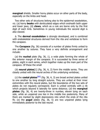 marginal shields. Smaller horny plates occur on other parts of the body,
especially on the limbs and head.
Two other sets of structures belong also to the epidermal exoskeleton,
viz. (a) horny beaks with denticulated edges which ensheath both upper
and lower jaws, (b) claws, which as a rule are borne only by the first
digit of each limb. Sometimes in young individuals the second digit is
also clawed.
b. The dermal exoskeleton is strongly developed, and is combined
with endoskeletal structures derived from the ribs and vertebrae to form
the carapace.
The Carapace (fig. 36) consists of a number of plates firmly united to
one another by sutures. They have a very definite arrangement and
include:
(a) the nuchal plate (fig. 36, 1), a wide plate forming the whole of
the anterior margin of the carapace. It is succeeded by three series of
plates, eight in each series, which together make up the main part of the
carapace. Of these the small
(b) neural plates[1] (fig. 36, A, 2) form the middle series. They are
closely united with the neural arches of the underlying vertebrae;
(c) the costal plates[89] (fig. 36, A, 3) are broad arched plates united
to one another by long straight sutures. They are united at their inner
extremities with the neural plates, but the boundaries of the two sets of
plates do not regularly correspond. Each is united ventrally with a rib
which projects beyond it laterally for some distance; (d) the marginal
plates (fig. 36, 4) are twenty-three in number, eleven lying on each
side, while an unpaired one lies in the middle line posteriorly. Many of
them are marked by slight depressions into which the ends of the ribs
fit; (e) the pygal plates (fig. 36, 5) are two unpaired plates lying
immediately posterior to the last neural.
 