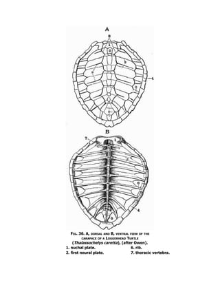 Fig. 36. A, dorsal and B, ventral view of the
carapace of a Loggerhead Turtle
(Thalassochelys caretta), (after Owen).
1. nuchal plate. 6. rib.
2. first neural plate. 7. thoracic vertebra.
 