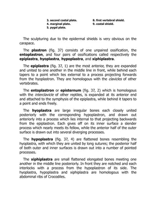 3. second costal plate. 8. first vertebral shield.
4. marginal plate. 9. costal shield.
5. pygal plate.
The sculpturing due to the epidermal shields is very obvious on the
carapace.
The plastron (fig. 37) consists of one unpaired ossification, the
entoplastron, and four pairs of ossifications called respectively the
epiplastra, hyoplastra, hypoplastra, and xiphiplastra.
The epiplastra (fig. 37, 1) are the most anterior, they are expanded
and united to one another in the middle line in front, while behind each
tapers to a point which lies external to a process projecting forwards
from the hyoplastron. They are homologous with the clavicles of other
vertebrates.
The entoplastron or episternum (fig. 37, 2) which is homologous
with the interclavicle of other reptiles, is expanded at its anterior end
and attached to the symphysis of the epiplastra, while behind it tapers to
a point and ends freely.
The hyoplastra are large irregular bones each closely united
posteriorly with the corresponding hypoplastron, and drawn out
anteriorly into a process which lies internal to that projecting backwards
from the epiplastron. Each gives off on its inner surface a slender
process which nearly meets its fellow, while the anterior half of the outer
surface is drawn out into several diverging processes.
The hypoplastra (fig. 37, 4) are flattened bones resembling the
hyoplastra, with which they are united by long sutures; the posterior half
of both outer and inner surfaces is drawn out into a number of pointed
processes.
The xiphiplastra are small flattened elongated bones meeting one
another in the middle line posteriorly. In front they are notched and each
interlocks with a process from the hypoplastron of its side. The
hyoplastra, hypoplastra and xiphiplastra are homologous with the
abdominal ribs of Crocodiles.
 