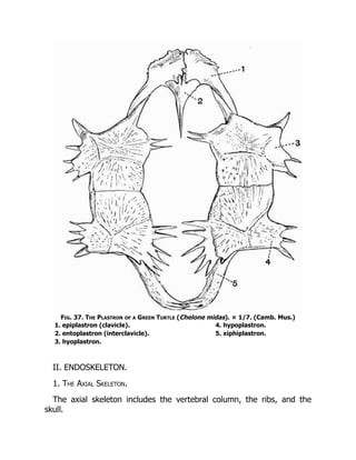 Fig. 37. The Plastron of a Green Turtle (Chelone midas). × 1/7. (Camb. Mus.)
1. epiplastron (clavicle). 4. hypoplastron.
2. entoplastron (interclavicle). 5. xiphiplastron.
3. hyoplastron.
II. ENDOSKELETON.
1. The Axial Skeleton.
The axial skeleton includes the vertebral column, the ribs, and the
skull.
 