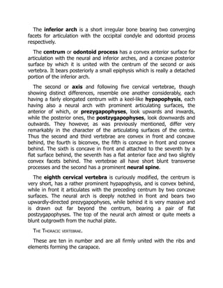 The inferior arch is a short irregular bone bearing two converging
facets for articulation with the occipital condyle and odontoid process
respectively.
The centrum or odontoid process has a convex anterior surface for
articulation with the neural and inferior arches, and a concave posterior
surface by which it is united with the centrum of the second or axis
vertebra. It bears posteriorly a small epiphysis which is really a detached
portion of the inferior arch.
The second or axis and following five cervical vertebrae, though
showing distinct differences, resemble one another considerably, each
having a fairly elongated centrum with a keel-like hypapophysis, each
having also a neural arch with prominent articulating surfaces, the
anterior of which, or prezygapophyses, look upwards and inwards,
while the posterior ones, the postzygapophyses, look downwards and
outwards. They however, as was previously mentioned, differ very
remarkably in the character of the articulating surfaces of the centra.
Thus the second and third vertebrae are convex in front and concave
behind, the fourth is biconvex, the fifth is concave in front and convex
behind. The sixth is concave in front and attached to the seventh by a
flat surface behind, the seventh has a flat anterior face and two slightly
convex facets behind. The vertebrae all have short blunt transverse
processes and the second has a prominent neural spine.
The eighth cervical vertebra is curiously modified, the centrum is
very short, has a rather prominent hypapophysis, and is convex behind,
while in front it articulates with the preceding centrum by two concave
surfaces. The neural arch is deeply notched in front and bears two
upwardly-directed prezygapophyses, while behind it is very massive and
is drawn out far beyond the centrum, bearing a pair of flat
postzygapophyses. The top of the neural arch almost or quite meets a
blunt outgrowth from the nuchal plate.
The Thoracic vertebrae.
These are ten in number and are all firmly united with the ribs and
elements forming the carapace.
 