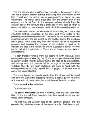 The first thoracic vertebra differs from the others, the centrum is short
and has a concave anterior surface articulating with the centrum of the
last cervical vertebra, and a pair of prezygapophyses borne on long
outgrowths. The neural spine arises only from the anterior half of the
centrum, and is not fused to the carapace. Arising laterally from the
anterior part of the centrum are a small pair of ribs each of which is
connected with a process arising from the rib of the succeeding vertebra.
The next seven thoracic vertebrae are all very similar, each has a long
cylindrical centrum, expanded at the ends, and firmly united to the
preceding and succeeding vertebrae. The neural arches are flattened and
expanded dorsally, and are united to one another and to the overlying
neural plates; each arises only from the anterior half of its respective
centrum, and overlaps the centrum of the vertebra in front of it.
Between the base of the neural arch and its successor is a small foramen
for the exit of the spinal nerve. There are no transverse processes or
zygapophyses.
To each thoracic vertebra from the second to ninth inclusive, there
corresponds a pair of ribs (fig. 36, 6) of a rather special character. Each
is suturally united with the anterior half of the edge of its own vertebra,
and overlaps on to the posterior half of the edge of the next preceding
vertebra. The ribs are much flattened, and each is fused with the
corresponding costal plate, beyond which it projects to fit into a pit in
one of the marginal plates.
The tenth thoracic vertebra is smaller than the others, and its neural
arch does not overlap the preceding vertebra, it bears a pair of small ribs
which are without costal plates, but meet those of the ninth vertebra.
There are no lumbar vertebrae.
The Sacral vertebrae.
The sacral vertebrae are two in number, they are short and wide,
their centra are ankylosed together, and their neural arches are not
united to the carapace.
The first has the anterior face of the centrum concave and the
posterior flat, while both faces of the second are flat. Each bears a pair
 