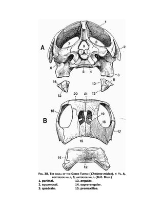 Fig. 38. The skull of the Green Turtle (Chelone midas). × ½. A,
posterior half, B, anterior half. (Brit. Mus.)
1. parietal. 13. angular.
2. squamosal. 14. supra-angular.
3. quadrate. 15. premaxillae.
 