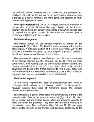 the occipital condyle. Laterally each is united with the pterygoid and
opisthotic of its side. At the sides of the occipital condyle each exoccipital
is pierced by a pair of foramina, the more dorsal and posterior of which
transmits the hypoglossal nerve.
The supra-occipital (fig. 39, 14) is a larger bone than the others of
the occipital segment. It forms the upper border of the foramen
magnum and is drawn out dorsally into a large crest which extends back
far beyond the occipital condyle. In the adult the supra-occipital is
completely ankylosed with the epi-otics.
The Parietal segment.
The ventral portion of the parietal segment is formed by the
basisphenoid (figs. 38 and 39, 4) which lies immediately in front of the
basi-occipital. A triangular portion of it is seen in a ventral view of the
skull, but it is quickly overlapped by the pterygoids. It gives off dorsally a
pair of short processes which meet the pro-otics.
The alisphenoidal region is unossified and the only other constituents
of the parietal segment are the parietals (fig. 39, 1). These are large
bones which, after roofing over the cranial cavity, extend upwards and
become expanded into a pair of broad plates which unite with the
squamosal and bones of the frontal segment to form a wide, solid, false
roof to the skull. Each also sends ventralwards a plate which meets an
upgrowth from the pterygoid and acts as an alisphenoid.
The Frontal segment.
Of the frontal segment the basal or presphenoidal and lateral or
orbitosphenoidal portions do not become ossified, the dorsal portion
however includes three pairs of membrane bones, the frontals,
prefrontals and postfrontals.
The frontals are a pair of small bones lying immediately in front of the
parietals, and in front of them are the prefrontals (figs. 38 and 39, 20), a
pair of similar but still smaller bones, which are produced ventrally to
meet the vomer and palatines. They form also the dorsal boundary of
the anterior nares. The postfrontals (figs. 38 and 39, 18) are larger
bones, united dorsally to the frontals and parietals, posteriorly to the
 