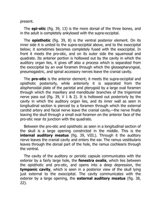 present.
The epi-otic (fig. 39, 13) is the more dorsal of the three bones, and
in the adult is completely ankylosed with the supra-occipital.
The opisthotic (fig. 39, 8) is the ventral posterior element. On its
inner side it is united to the supra-occipital above, and to the exoccipital
below; it sometimes becomes completely fused with the exoccipital. In
front it meets the pro-otic, and on its outer side the squamosal and
quadrate. Its anterior portion is hollowed out by the cavity in which the
auditory organ lies, it gives off also a process which is separated from
the exoccipital by an oval foramen through which the glossopharyngeal,
pneumogastric, and spinal accessory nerves leave the cranial cavity.
The pro-otic is the anterior element; it meets the supra-occipital and
opisthotic posteriorly, while anteriorly it is separated from the
alisphenoidal plate of the parietal and pterygoid by a large oval foramen
through which the maxillary and mandibular branches of the trigeminal
nerve pass out (fig. 39, V 1 & 2). It is hollowed out posteriorly by the
cavity in which the auditory organ lies, and its inner wall as seen in
longitudinal section is pierced by a foramen through which the external
carotid artery and facial nerve leave the cranial cavity,—the nerve finally
leaving the skull through a small oval foramen on the anterior face of the
pro-otic near its junction with the quadrate.
Between the pro-otic and opisthotic as seen in a longitudinal section of
the skull is a large opening constricted in the middle. This is the
internal auditory meatus (fig. 39, VIII.). Through it the auditory
nerve leaves the cranial cavity and enters the ear. The ramus vestibularis
leaves through the dorsal part of the hole, the ramus cochlearis through
the ventral.
The cavity of the auditory or periotic capsule communicates with the
exterior by a fairly large hole, the fenestra ovalis, which lies between
the opisthotic and pro-otic, and opens into a deep depression, the
tympanic cavity, which is seen in a posterior view of the skull lying
just external to the exoccipital. The cavity communicates with the
exterior by a large opening, the external auditory meatus (fig. 38,
22).
 