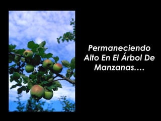 Permaneciendo Alto En El Árbol De Manzanas.… 