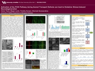 www.buffalo.edu
Activation of the PI3K Pathway during Axonal Transport Defects can lead to Oxidative Stress-Induced
Neurodegeneration
Claire Thant, Megan Lamb, Timothy Hansen, Shermali Gunawardena
University at Buffalo Department of Biological Sciences
Summary
High levels of oxidative stress can be detected in neurons affected
by neurodegenerative diseases such as Parkinson’s (PD),
Huntington’s (HD), and Alzheimer’s diseases (AD). In addition to
oxidative stress, axonal transport defects and neuronal cell death
are also seen in these diseases. Here, we test the hypothesis that
axonal transport defects instigates oxidative stress causing
neuronal cell death. We found that Paraquat (a known inducer of
oxidative stress) ingested larvae exhibits axonal blocks and
neuronal cell death. Interestingly, expression of active
phosphatidylinositol 3-kinase (PI3K) (a kinase in the pro cell
survival pathway) suppresses Paraquat-mediated cell death but
not axonal blocks. Expression of active PI3K suppresses neuronal
cell death induced by expansion of polyQ repeats, but does not
affect axonal transport defects indicating that the PI3K pathway is
downstream of axonal transport defects. Additionally, dominant
negative PI3K disrupts the normal motility of HTT suggesting that
the PI3K pathway is directly linked to axonal transport. Intriguingly,
proteins in the PI3K pathway show functional interactions with
motor proteins and increased levels of glycogen synthase kinase
3 (GSK3 ), a downstream effector of PI3K, is observed in larvaeβ β
expressing expanded amounts of polyQ repeats and in motor
protein mutations. Taken together these observations suggest that
axonal transport defects likely activates the PI3K pathway to
decrease oxidative stress induced neuronal cell death and
degeneration.
References
Arvind K. Shukla, Prakash Pragya, Hitesh S. Chaouhan, D.K. Patel, M.Z.
Abdin, Debapratim Kar Chowdhuri, “A mutation in Drosophila methuselah
resists paraquat induced Parkinson-like phenotypes.” Neurobiology of Aging,
Volume 35, Issue 10, October 2014, Pages 2419.e1-2419.e16
Dolma K, Iacobucci GJ, Zheng KH, Shandilya J, Toska E, White JA 2nd, Spina
E, Gunawardena S. (2013) Presenilin influences Glycogen Synthase Kinase-
3beta (GSK-3 ) for kinesin-1 and dynein function during axonal transport. Humβ
Mol Genet. 2013 Oct 8.
Gunawardena, S. and Goldstein, L.S.B. (2001).
"Disruption of axonal transport and neuronal viability by amyloid precursor protein muta
Neuron 32:389-401.
Gunawardena, S., Her, L., Laymon, R.A., Brusch, R.G., Niesman, I.R.,
Sintasath, L., Bonini, N.M., and Goldstein, L.S.B. (2003) "Disruption of axonal
transport by loss of huntingtin or expression of poly Q protein in
Drosophila." Neuron 40:25-40.
Martindale, J.L., Holbrook, N.J. (2002) “Cellular response to oxidative stress:
Signaling for suicide and survival” J. Cel.. Physiol. 192: 1-15.
Acknowledgements
Special thanks to everyone at the Gunawardena Lab, as well as the UB
Center for Undergraduate Research and Creative Activities for funding
this project.
Figure
5.
p-GSK3β (S9)
Total GSK3β
Tubulin
ApplGal4
Roblk-/-
PI3K.CAAX
PI3K.21B
Htt128Q
Htt138Q
MJDQ77
MJDQ78
APPswe
p-Akt (S473)
Total Akt
A.
B. C.
Figure 5. Levels of p-GSK3 (S9) but not p-Akt(S473) is increased in bothβ
motor mutants and PolyQ disease genotypes.
A. Western blot analysis of a dynein motor mutant (Rob1k -/-), PolyQ and APP disease
genotypes (HTT128Q, HTT138Q, MJDQ77, MJDQ78, APPswe), and excess of PI3K
(PI3K.CAAX, PI3K21B) probed with antibodies against GSK3Beta (S9) which probes the
activation of the PI3K pathway, Total Akt, and Tubulin are also probed as a control. B-C.
Quantitative analysis reveals that levels of p-GSK3Beta (S9) are increased in both the
dynein motor mutant as well as the disease genotypes, while levels of p-Akt (S472)
remained unchanged. N = 1 gel.
Figure 6.
CSPA
WT KLC+/- Roblk +/-
PI3K92E PI3K92E;KLC PI3K92E,Roblk
Akt.Exel Akt.Exel;KLC Akt.Exel, Roblk
tor.WT tor.WT;KLC tor.WT,Roblk
B
C
D
E
F
14-3-3Zeta[07103] +/-
14-3-3Zeta[12BL]
+/-
14-3-
3Zeta[07103];
KLC
14-3-3Zeta[07103],
Roblk
14-3-3Zeta[12BL];
KLC
14-3-3Zeta[12BL],
Roblk
G.G
*
***
* **
**
*
ns
Figure 6. Proteins in the PI3K/Akt
signaling pathway genetically interact
with kinesin and dynein. A: Wild type
larval segmental nerves show smooth staining
(CSP). kinesin light chain (KLC +/-) and dynein
light chain (Roblk +/-) also show smooth
staining Bar = 50 m.μ B. Larvae expressing
PI3K92E.CAAX with 50% reduction in kinesin
or dynein show axonal blocks (Arrows). C.
Larvae expressing Akt show smooth staining,
while larvae expressing Akt with either a 50%
reduction OF kinesin or dynein show axonal
blocks (Arrows). D. Larvae expressing Tor
show smooth staining, while larvae expressing
Tor with either a 50% reduction in kinesin or
dynein show axonal blocks (Arrows). E-F.
loss of function OF 14-3-3Zeta (12BL), or
partial loss of function (07103) show smooth
staining in segmental nerves. When combined
with 50% reduction in either kinesin or dynein
both show axonal blocks (Arrows). G-H.
Quantitative analysis reveals that axonal
accumulations between the following
genotypes are significant as compared to the
Wild Type control: UAS-Akt.Exel;KLC +/-
(p=0.015), UAS-Akt.Exel, Roblk+/- (p=0.0004),
UASPI3K92E;KLC +/- (p=0.049), UASPI3K92E,
Roblk +/- (p=0.002), UAStorWT; KLC +/-
(p=0.007), UAStorWT, Roblk +/- (p=0.02), 14-
3-3Zeta[12BL] +/-, KLC +/- (p=0.0007), 14-3-
3Zeta[07103] +/-, KLC +/- (p=0.02). N = 5
larvae.
H.G
ns
ns
**
p=0.038
N=6 N=3
Htt138QmRFP TUNEL Merged
PI3K92E.CAAX;Htt138QmRFP
A B
Figure 3.
C
D E F
G.
Figure 3. Expression of active PI3K
suppresses neuronal cell death
induced by expression of expansion
of polyQ repeats A-C. Expression of
HTT138QmRFP causes neuronal cell death
as measured by the TUNEL assay. D-F.
Larvae expressing active PI3K
(PI3K92E.CAAX) with HTT138QmRFP
decreases the amount of neuronal cell death
G. Quantitative analysis reveals that the
amount of cell death seen in
PI3K.CAAX;HTT138QmRFP larvae are
significantly less compared to larvae
expressing HTT138QmRFP alone (p =
0.038.)Figure 4.
HTT15Q
HTT15Q
CSP
CSP
Overlay
CSP
HTT15QmRFP
HTT15Q-mRFP: PI3K.DNHTT15Q-mRFP
Figure 4. Dominant
negative PI3K disrupts
the normal motility of
HTT within axons
A. Expression of
HTT15QmRFP normally
shows smooth CSP
staining within larval axons
similar to Wild type larvae,
Note that HTT also is
smooth within axons B.
Expression of the
dominant negative PI3K, or
PI3K.DN with
HTT15QmRFP causes
CSP and HTT blockages.
PI3K/Akt signaling is overactive in
motor mutants as well as numerous
neurodegenerative disease
genotypes.
Proteins in the PI3K pathway show
functional interactions with motor
proteins.
Expression of excess polyQ repeats
causes axonal transport defects and
cell death.
Expressing constitutively active PI3K
protein is able to rescue HTT138Q
induced neuronal cell death, but not
axonal transport defects.
Paraquat ingestion causes axonal
transport defects and cell death.
Expressing constitutively active PI3K
protein with Paraquat ingestion has no
effect on axonal defects but decreases
neuronal cell death.
Expression of dominant negative
P13K causes axonal transport defects.
PI3k acts downstream of axonal
transport.
P13K pathway is likely activated due
to axonal transport defects and an
early oxidative stress response.
PI3K.CAAX;Htt138QmRFP
B
Htt138QmRFP
AHtt138Q CSP Merged
Figure 2.
Figure 2: . Expression of active PI3K does not affect axonal transport
defects induced by expression of expansion of polyQ repeats. A.
Expression of HTT138QmRFP causes accumulations of mutant huntingtin and
cysteine string protein (CSP) (arrows). Note that accumulations of CSP co-localize with
huntingtin (yellow dots, merged image.) B. Larvae expressing PI3K92E.CAAX with
HTT138QmRFP also contain accumulations of both mutant huntingtin and CSP.
Figure C-D. Quantified analysis reveals that the number of are not significantly
different between larvae expressing HTT138QmRFP, and larvae expressing both
HTT138QmRFP and PI3K92E.CAAX indicating that active PI3K does not have an
effect on axonal transport defects and that the PI3K pathway is downstream of axonal
transport. N = 5 larvae.
C.
ns
D.
ns
Figure 1. Ingestion of Paraquat causes axonal transport defects and neuronal
cell death. Expression of active PI3K suppresses Paraquat-mediated cell death
but not axonal transport defects . A, B. Wild Type (APPLGAL4) Drosophila larvae
raised on 0mM and 20mM Paraquat. Note axonal blocks in 20mM Paraquat. C, D, E.
Drosophila larvae expressing PI3K92E.CAAX raised on 0mM and 20 mM Paraquat. Note that
Paraquat-mediated axonal blocks are not rescued by excess P13K. (p = 0.4879.)
F, G. Wild Type (APPLGAL4) Drosophila larvae raised on 0mM and 20mM Paraquat show
statistically significant amount of neuronal cell death as assayed by the TUNEL assay. (p
=0.0165.) H, I, J. Expression of PI3K significantly suppresses Paraquat induced cell death.
(p = 0.0013).
Figure 1.
A.
C.
B.
D.
F G
H I
ns
ns
ApplGal4 0mM CSP ApplGal4 20mM CSP
PI3K92E.CAAX 0mM CSP PI3K92E.CAAX 20mM CSP
E
.
ApplGal4 0mM ApplGal4 20mM
PI3K92E.CAAX 20mMPI3K92E.CAAX 0mM
J.
p = 0.0165
*
p = 0.0013
**
N=9 N=10 N=6 N=10
N=12 N=5 N=12 N=10
A. B.
Paraquat &
PolyQ Expansion
Conclusions
 