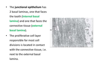 • The junctional epithelium has
2 basal laminas, one that faces
the tooth (internal basal
lamina) and one that faces the
connective tissue (external
basal lamina).
• The proliferative cell layer
responsible for most cell
divisions is located in contact
with the connective tissue, i.e.
next to the external basal
lamina.
 