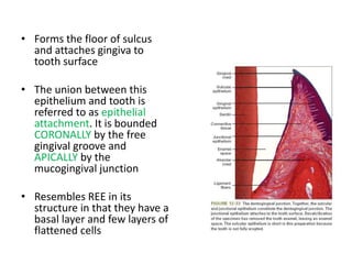 • Forms the floor of sulcus
and attaches gingiva to
tooth surface
• The union between this
epithelium and tooth is
referred to as epithelial
attachment. It is bounded
CORONALLY by the free
gingival groove and
APICALLY by the
mucogingival junction
• Resembles REE in its
structure in that they have a
basal layer and few layers of
flattened cells
 