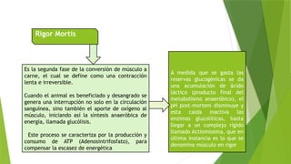 487093616-conversion-musculo-en-carne-Heidy.pptx