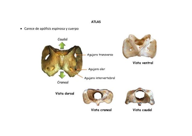 487273217 Partes La Columna Vertebral Del Equino Anatomia Pdf