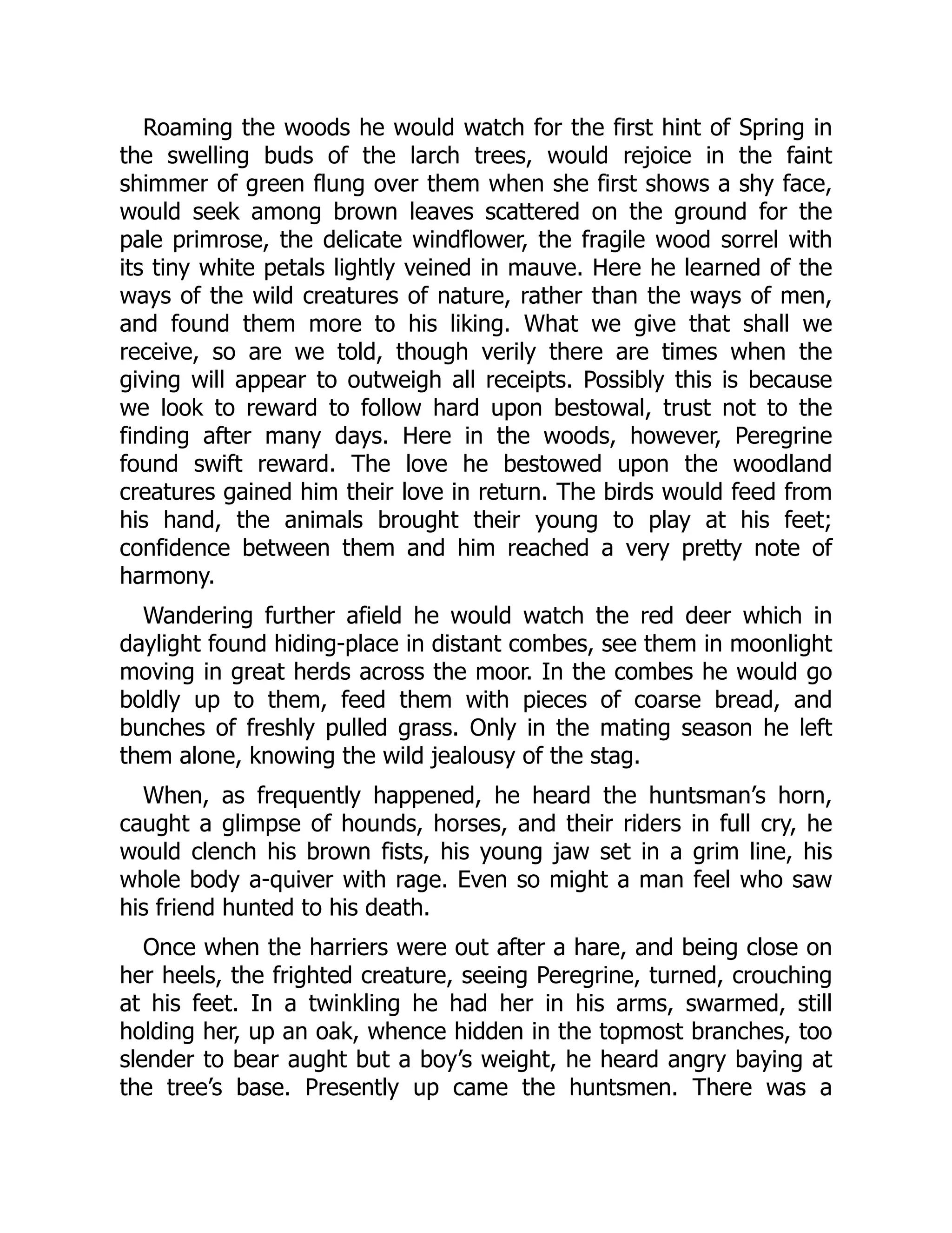 Roaming the woods he would watch for the first hint of Spring in
the swelling buds of the larch trees, would rejoice in the faint
shimmer of green flung over them when she first shows a shy face,
would seek among brown leaves scattered on the ground for the
pale primrose, the delicate windflower, the fragile wood sorrel with
its tiny white petals lightly veined in mauve. Here he learned of the
ways of the wild creatures of nature, rather than the ways of men,
and found them more to his liking. What we give that shall we
receive, so are we told, though verily there are times when the
giving will appear to outweigh all receipts. Possibly this is because
we look to reward to follow hard upon bestowal, trust not to the
finding after many days. Here in the woods, however, Peregrine
found swift reward. The love he bestowed upon the woodland
creatures gained him their love in return. The birds would feed from
his hand, the animals brought their young to play at his feet;
confidence between them and him reached a very pretty note of
harmony.
Wandering further afield he would watch the red deer which in
daylight found hiding-place in distant combes, see them in moonlight
moving in great herds across the moor. In the combes he would go
boldly up to them, feed them with pieces of coarse bread, and
bunches of freshly pulled grass. Only in the mating season he left
them alone, knowing the wild jealousy of the stag.
When, as frequently happened, he heard the huntsman’s horn,
caught a glimpse of hounds, horses, and their riders in full cry, he
would clench his brown fists, his young jaw set in a grim line, his
whole body a-quiver with rage. Even so might a man feel who saw
his friend hunted to his death.
Once when the harriers were out after a hare, and being close on
her heels, the frighted creature, seeing Peregrine, turned, crouching
at his feet. In a twinkling he had her in his arms, swarmed, still
holding her, up an oak, whence hidden in the topmost branches, too
slender to bear aught but a boy’s weight, he heard angry baying at
the tree’s base. Presently up came the huntsmen. There was a
 