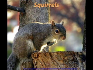 http://www.authorstream.com/Presentation/mireille30100-1604972-488-squirrels-2/
 