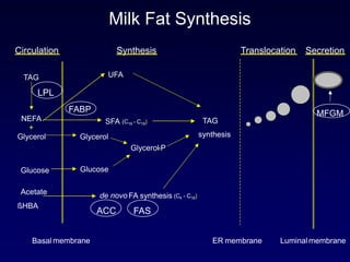 Basal membrane ER membrane Luminal membrane
LPL
FASACC
de novo FA synthesis (C4 - C16)
TAG
synthesis
Glucose
SFA (C16 - C18)
Synthesis Secretion
Acetate
ßHBA
TAG
Glucose
Circulation Translocation
UFA
FABP
NEFA
+
Glycerol
MFGM
Glycerol
Glycerol-P
Milk Fat Synthesis
 