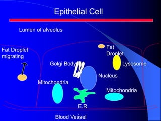 Epithelial Cell
Mitochondria
Mitochondria
E.R
.
Blood Vessel
Nucleus
Fat
Droplet
Fat Droplet
migrating
Golgi Body Lysosome
Lumen of alveolus
 