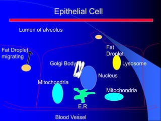 Epithelial Cell
Mitochondria
Mitochondria
E.R
.
Blood Vessel
Nucleus
Fat
Droplet
Fat Droplet
migrating
Golgi Body Lysosome
Lumen of alveolus
 
