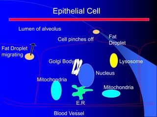 Epithelial Cell
Mitochondria
Mitochondria
E.R
.
Blood Vessel
Nucleus
Fat
Droplet
Fat Droplet
migrating
Golgi Body Lysosome
Lumen of alveolus
Cell pinches off
 