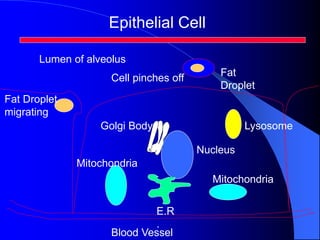 Epithelial Cell
Mitochondria
Mitochondria
E.R
.
Blood Vessel
Nucleus
Fat
Droplet
Fat Droplet
migrating
Golgi Body Lysosome
Lumen of alveolus
Cell pinches off
 