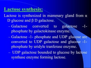 Lactose synthesis:
Lactose is synthesized in mammary gland from α
D glucose and β D galactose.
– Galactose converted to galactose -1-
phosphate by galactokinase enzyme.
– Galactose -1- phosphate and UDP glucose are
converted to UDP galactose and glucose -1-
phosphate by uridyle tranferase enzyme.
– UDP galactose bounded to glucose by lactose
synthase enzyme forming lactose.
 