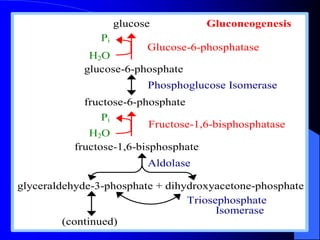 Glucose-6-phosphatase
Fructose-1,6-bisphosphatase
glucose Gluconeogenesis
Pi
H2O
glucose-6-phosphate
Phosphoglucose Isomerase
fructose-6-phosphate
Pi
H2O
fructose-1,6-bisphosphate
Aldolase
glyceraldehyde-3-phosphate + dihydroxyacetone-phosphate
Triosephosphate
Isomerase
(continued)
 
