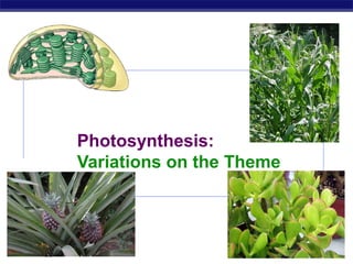 Photosynthesis:
             Variations on the Theme



AP Biology                             2007-2008
 