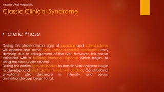 • Icteric Phase
During this phase clinical signs of jaundice and scleral icterus
will appear and some right upper quadrant tenderness may
develop due to enlargement of the liver. However, this phase
coincides with a building immune response which begins to
bring the virus under control .
During this period IgM antibodies to certain viral antigens begin
to develop and viral protein levels will decline. Constitutional
symptoms also decrease in intensity and serum
aminotransferases begin to fall.
Classic Clinical Syndrome
Acute Viral Hepatitis
 