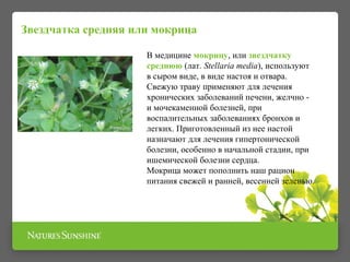 Звездчатка средняя или мокрица 
В медицине мокрицу, или звездчатку 
среднюю (лат. Stellaria media), используют 
в сыром виде, в виде настоя и отвара. 
Свежую траву применяют для лечения 
хронических заболеваний печени, желчно - 
и мочекаменной болезней, при 
воспалительных заболеваниях бронхов и 
легких. Приготовленный из нее настой 
назначают для лечения гипертонической 
болезни, особенно в начальной стадии, при 
ишемической болезни сердца. 
Мокрица может пополнить наш рацион 
питания свежей и ранней, весенней зеленью. 
 