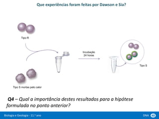 Biologia e Geologia - 11.o ano DNA 48
Q4 – Qual a importância destes resultados para a hipótese
formulada no ponto anterior?
Tipo R
Tipo S mortas pelo calor
Que experiências foram feitas por Dawson e Sia?
Incubação
24 horas
Tipo S
 
