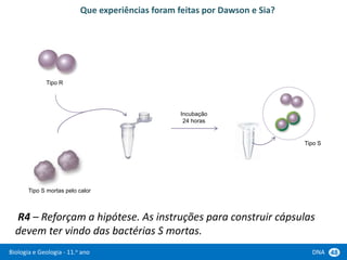 Biologia e Geologia - 11.o ano DNA 48
R4 – Reforçam a hipótese. As instruções para construir cápsulas
devem ter vindo das bactérias S mortas.
Tipo R
Tipo S mortas pelo calor
Que experiências foram feitas por Dawson e Sia?
Incubação
24 horas
Tipo S
 