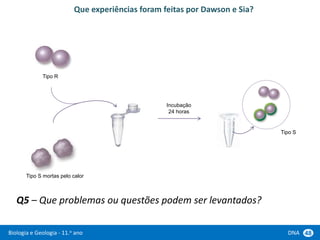 Biologia e Geologia - 11.o ano DNA 48
Q5 – Que problemas ou questões podem ser levantados?
Tipo R
Tipo S mortas pelo calor
Que experiências foram feitas por Dawson e Sia?
Incubação
24 horas
Tipo S
 